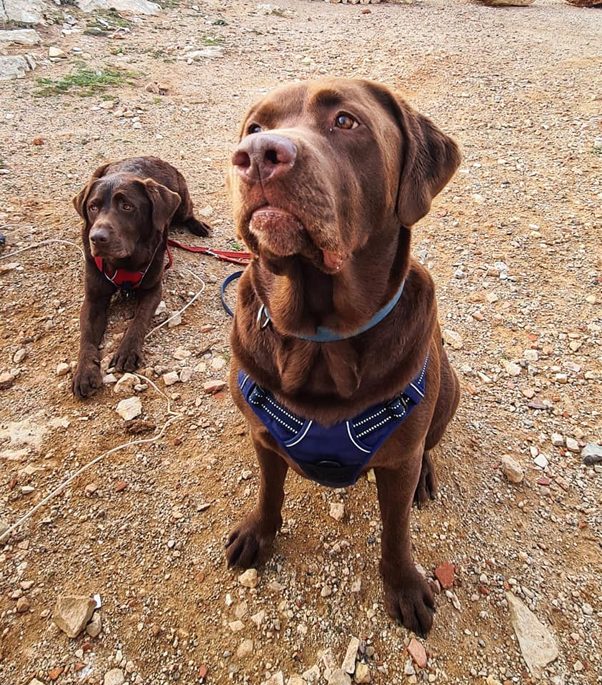 Barney waiting for a treat