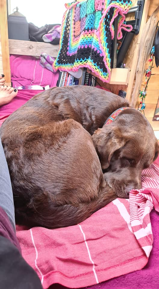 Rolo curled up like a puppy as he doesn't like storms