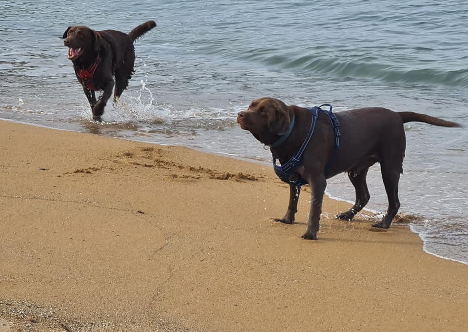 Rolo and Barney have the beach to themselves